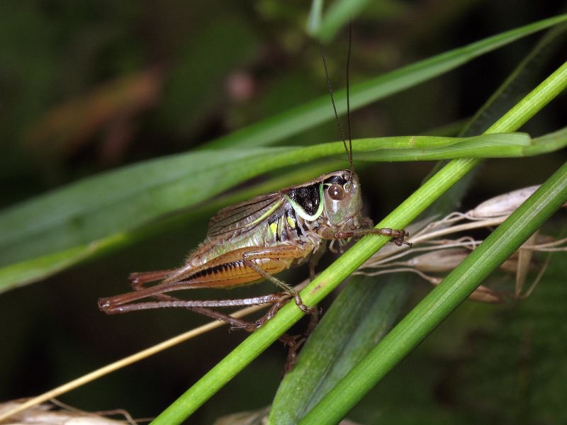 Bicolorana roeselii (Hagenbach, 1822)